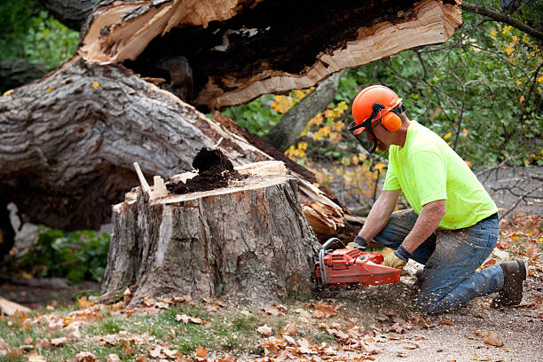 Best Tree Removal Near Me  in USA